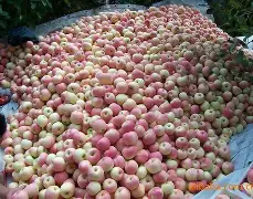 红军版苹果(红军分苹果的故事)-第4张图片-QuickQ官网