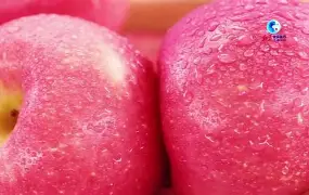 petrolia苹果版(appstore下载正版ios)-第1张图片-QuickQ官网